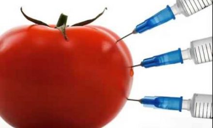 Why GMOs are a disaster in the making