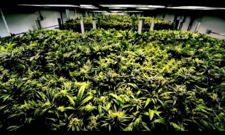 What happens when drugs are decriminalized