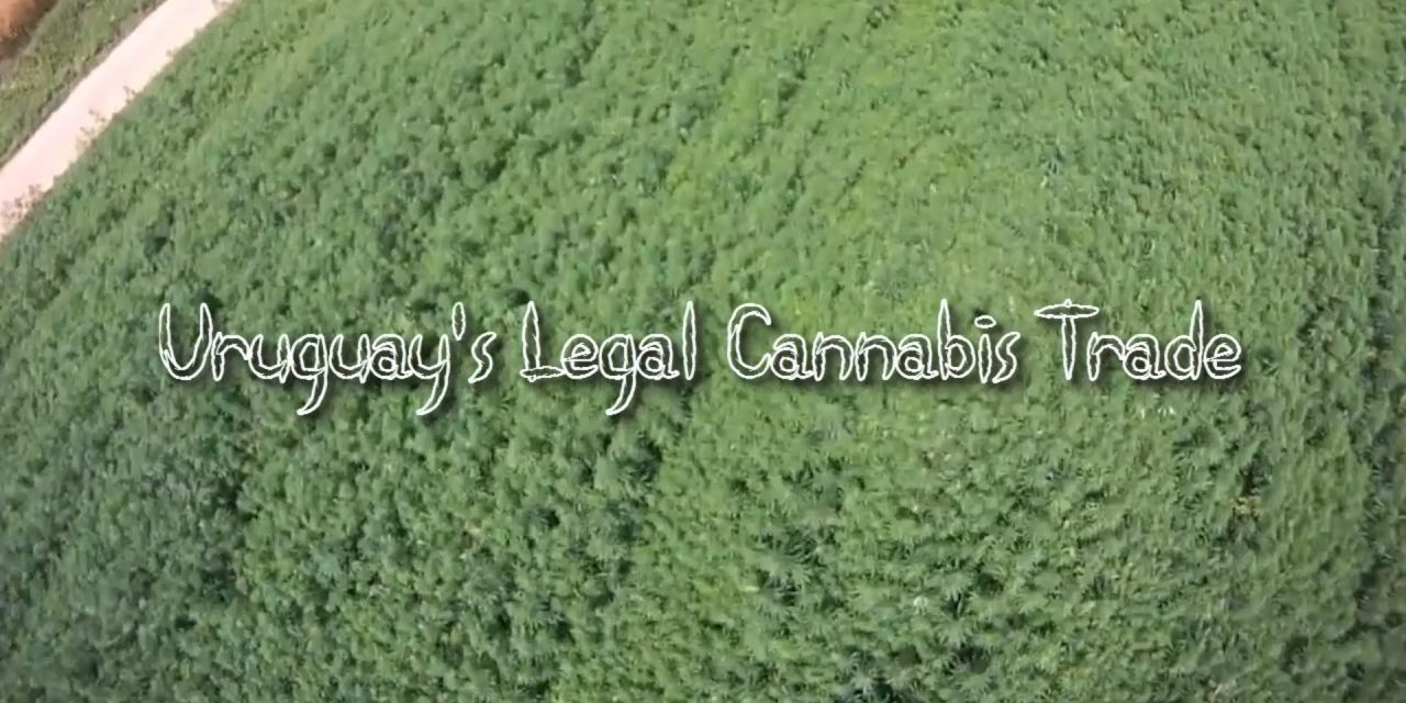 Where cannabis is legal