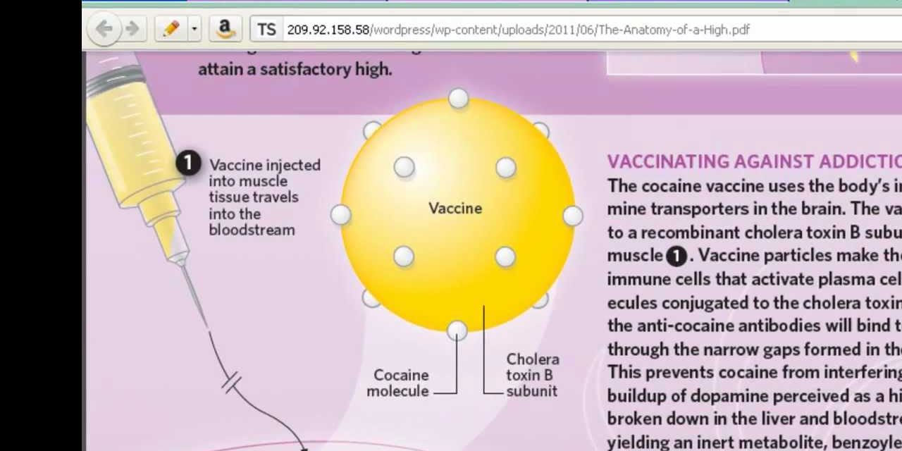 Cocaine vaccine uses mutated cholera bacteria
