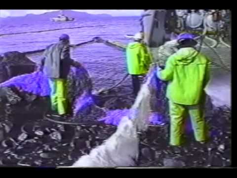 Clean up workers at risk from crude and corexit