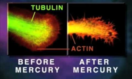 Mercury Found in Corn Syrup