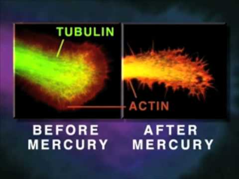 Mercury Found in Corn Syrup